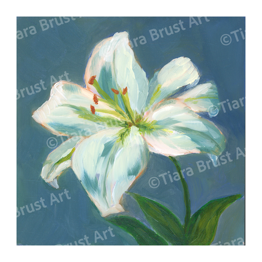 Lily in Bloom -  Art Print